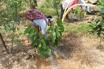 Vor einem Tankwagen aus werden gezielt einzelne Kakaopflanzen bewässert. Foto: Ritter Sport