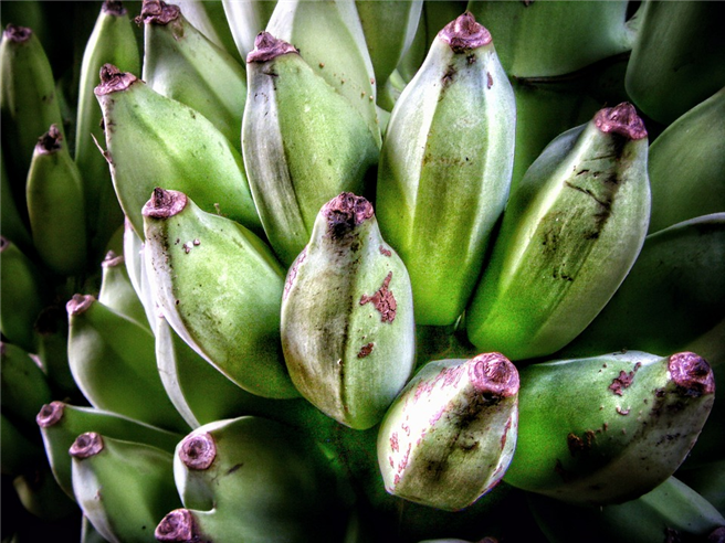 Um die Versorgung mit hochwertigen und nachhaltig produzierten Bananen sicherzustellen, arbeitet Bayer mit Partnern entlang der gesamten Nahrungsmittelkette zusammen, von Erzeugern über Groß- bis hin zu Einzelhändlern. Foto: Pixabay.