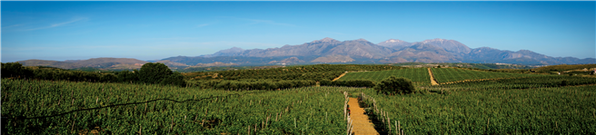 Weinanbauregion auf Kreta. Copyright Lyrarakis Wines