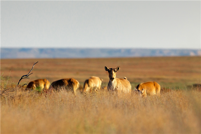 Saigas-Antilopen © Deutsche Welle