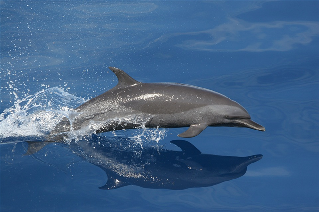 Delphine in freier Wildbahn - haben wir Menschen das Recht, diese faszinierenden Tiere in Gefangenschaft zu halten? © tpsdave, pixabay