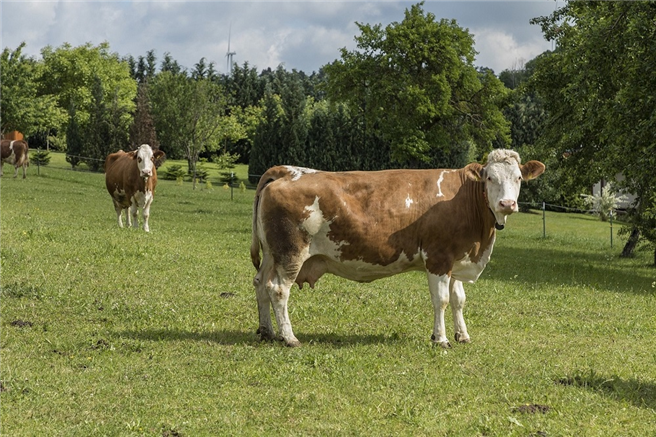 Milchkühe des Tierschutzlabels 'Für Mehr Tierschutz' (Premiumstufe) dürfen nach draußen auf die Weide. © Deutscher Tierschutzbund e.V. / M. Marten