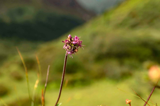 Kulturschonend gesammelt