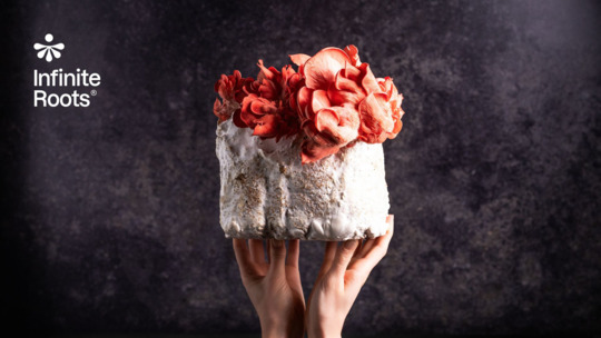 Infinite Roots mit dem Deutschen Nachhaltigkeitspreis 2025 in der Kategorie Nahrungs- und Genussmittel ausgezeichnet