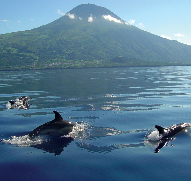 Delphine vor der Silhouette des Mt. Pico. Foto: © ONE WORLD Reisen mit Sinnen 