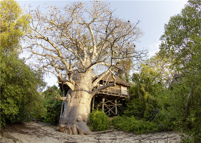 Baobabs - Affenbrotbäume – beherbergen Hotelzimmer. Das Wohnen in den Baumkronen ist ein einzigartiges Erlebnis. Foto: © Bruno Kinross