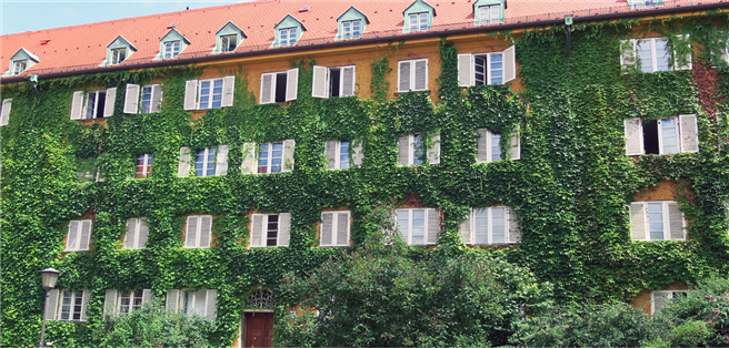 Die üppige Fassadenbegrünung ist ein weiteres Schmuckstück dieser Wohnanlage in der Borstei, die Münchner Geschichte schrieb und noch heute Vorbild für wirklich sozialen Wohnungsbau ist. Foto: © Wolfgang Heidenreich, Green City e.V.