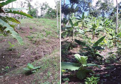 links: Grundstück vor Beginn der Bepflanzung. rechts: Vier Jahre später: agroforstwirtschaftliche Nutzung. Fotos: © Ritter-Nieragden.com