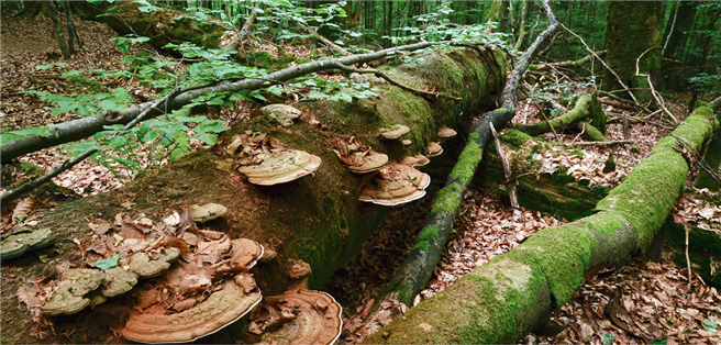 Das perfekte Zusammenspiel im Wald geht über eine Kreislaufwirtschaft hinaus, denn es werden neue, zusätzliche Ressourcen aufgebaut © Rainer Kant