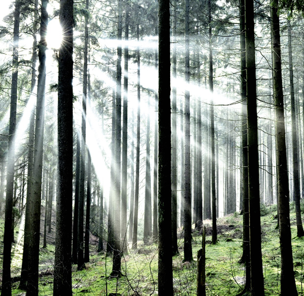 Der Wald als Dreh- und Angelpunkt einer intakten Industrie-Gesellschaft © Rainer Kant