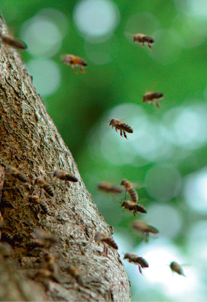 Der Wald bietet ein Netzwerk symbiotischer Beziehungen und ist damit Lebensgrundlage für Pflanzen, tiere und Menschen. © Rainer Kant