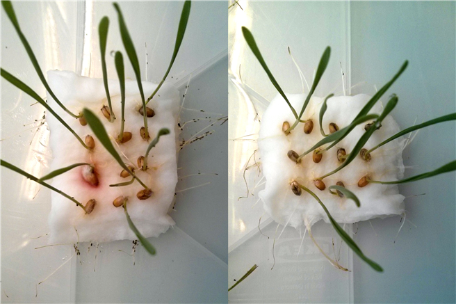  Haben Blattläuse die Wahl zwischen Weizenkeimlingen mit (rechts) und ohne CBT-ol-Behandlung (links), so meiden sie die behandelten Keimlinge. © Wolfgang Mischko / TUM 