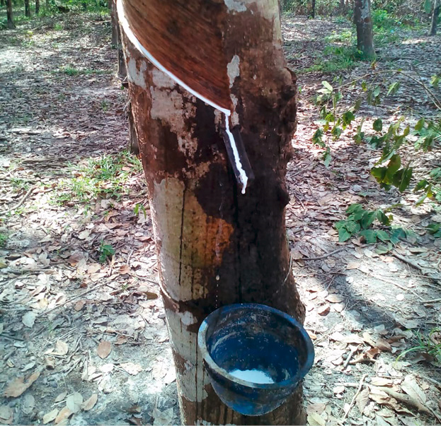 Der Latex fließt nach dem Anritzen des Baumes in einen Auffangbehälter. © Irene Knoke, SÜDWIND