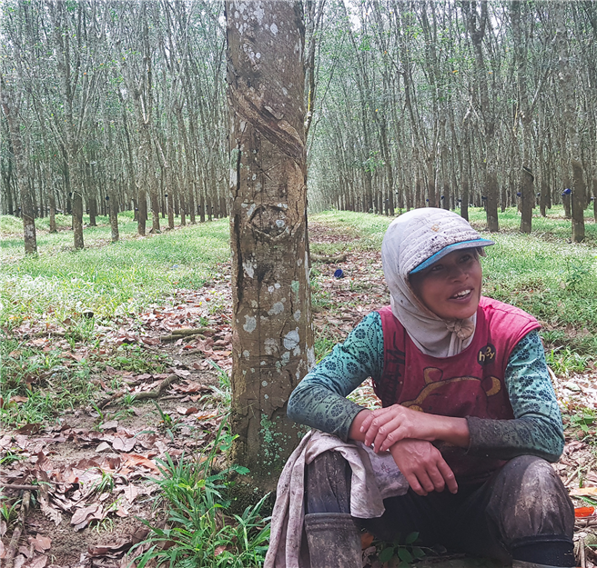 Zapferin in Sumatra, Indonesien: Die meisten Kautschukplantagen sind reine Monokulturen. © Dollaris Suhadi