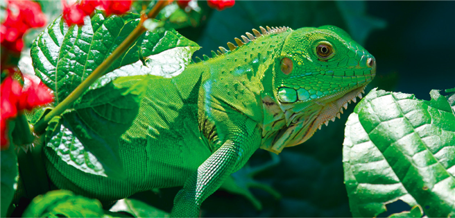 Heimisch in Wüsten und Regenwäldern und auch in deutschen Wohnzimmern häufig anzutreffen. Doch selbst große und aufwendig ­gestaltete Terrarien können den natürlichen Bedürfnissen von Reptilien und andere Exoten nicht gerecht werden. © Javier Salguero