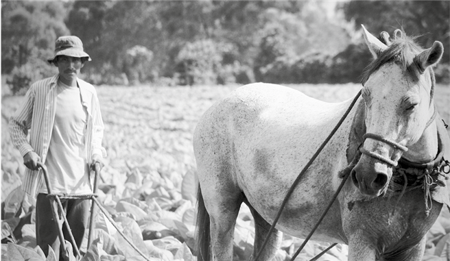 Damals: Pferde waren unabdingbar. Äcker wurden urbar gemacht, schwere Lasten gezogen, weite Strecken zurückgelegt, sogar ganze ­Kontinente wurden hoch zu Ross erobert. Heute ist hierzulande das Pferd als Nutztier ein Bild aus längst vergangener Zeit. © Lori Knisely, pixabay.com