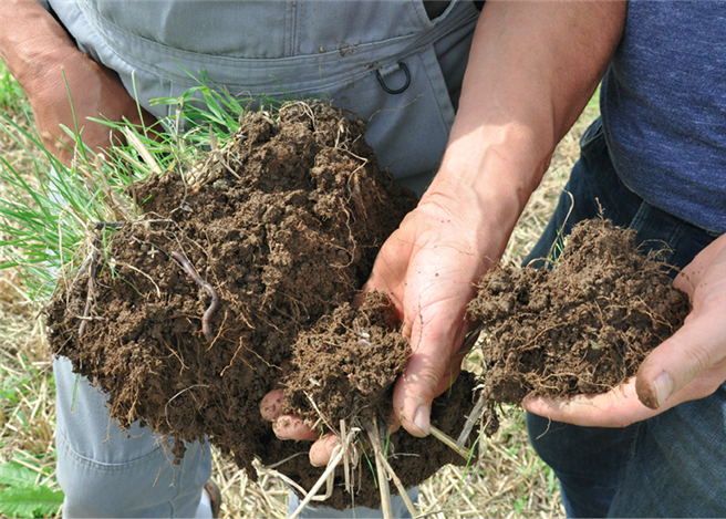 Krank oder gesund: Dem Experten verrät ein prüfender Blick viel über die Bodengesundheit. © IG Gesunder Boden