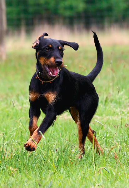 Eifrig versucht der extrovertierte Terrier alle in seinen Aktionismus zu verstricken. Erst die entschlossene Ruhe des anderen Hundes ermöglicht ihm den Zugang zu seinen eigentlichen Ressourcen. © Maika Maja Nowak