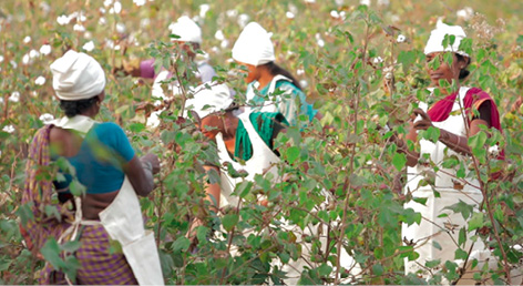 Ein ganzheitlicher Ansatz, von dem Umwelt und Menschen gleichermaßen profitieren. Der Bio-Baumwollanbau sichert dauerhaft das ökologische Gleichgewicht in der Anbauregion. © Dibella/GoodTextiles Stiftung