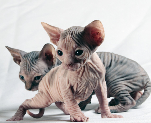 Sie leiden an Immunschwäche, Gebissfehlstellung, frieren schnell und bekommen Sonnenbrand – für Nackthunde und -katzen ein rasse­typisches Krankheitsbild und Merkmal zugleich. © Rony Michaud, pixabay.com