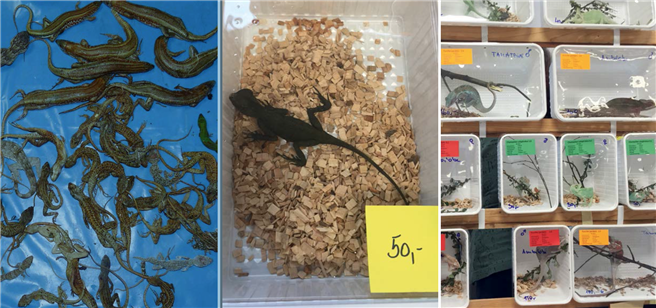Erst in Massenzuchtanlagen im Ausland 'produziert' und anschließend in Plastikbehälter für den Export verpackt, meist ohne Trinkwasser. Destination: Reptilien- und Terraristikbörsen. Viele überleben nicht einmal den qualvollen Transportweg.