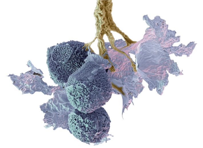 ´Badhamia utricularis´, Eye of Science, Meckes & Ottawa &copy; Beatrice Voigt Kunst und Kulturprojekte & Edition, München