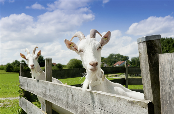 © Andechser Molkerei