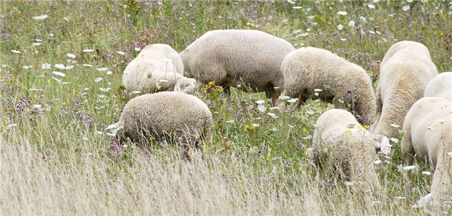 Ein Wollmantel fürs Haus: Schafe liefern den Rohstofffür das Bio-Dämmmaterial das als Vlies, Filz oder Ballen verbaut wird. © DBU/Haus sanieren - profitieren!