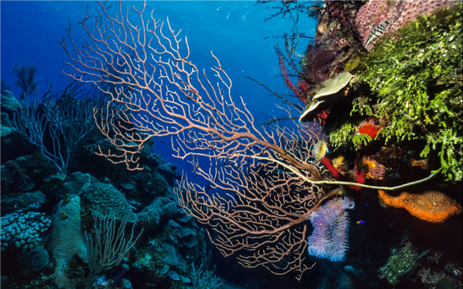 25 Prozent aller mariner Fischarten leben in Korallenriffen. Auch wenn Korallen gebleicht sind - wie hier in Neukaledonien - trifft man noch Fische an. Aber wie lange noch? Foto: XL Catlin Seaview Survey