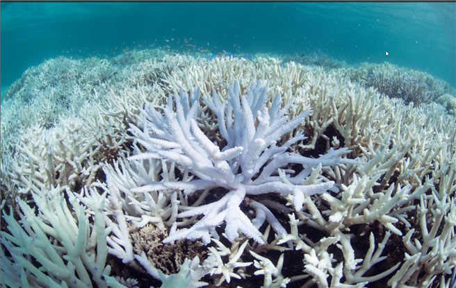 Korallen erhalten ihre Farbe von Zooxanthellen. Wenn die Korallen sie abstoßen geht ihnen dadurch nicht nur die farbe verloren, sondern auch wichtige Nahrungsstoffe. Foto: Konrad Wothe