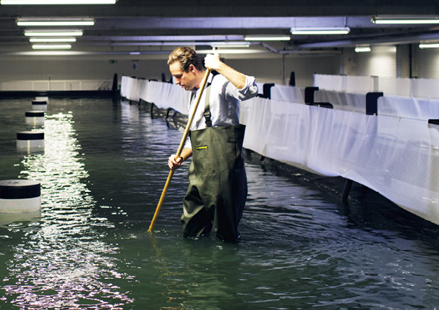 Chef Fabian Riedel steigt auch schon mal selbst in die Tanks, um seine geliebten White Tiger Prawns zu fischen. © Crusta Nova