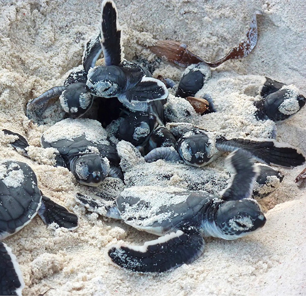 Ein Meeresschildkröten-Nest hat etwa 130 Eier. Aus 1.000 Eiern, erreicht nur eine Schildkröte das Erwachsenenalter, um sich fortpflanzen zu können. © Local Ocean Conservation