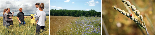 Beim Hartweizenanbau soll künftig der Vielfalt mehr Platz eingeräumt werden, was einer hohen ackerbaulichen Kompetenz der Landwirte bedarf. © Albgold | © IFAB