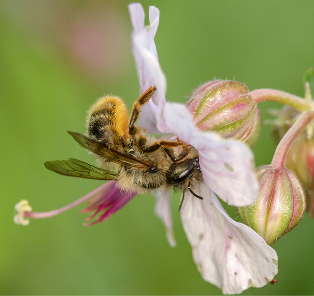 Das toom 'Bienenfreund'-Sortiment bietet eine Vielzahl bienenfreundlicher Blumen und Pflanzen. © toom, Shutterstock