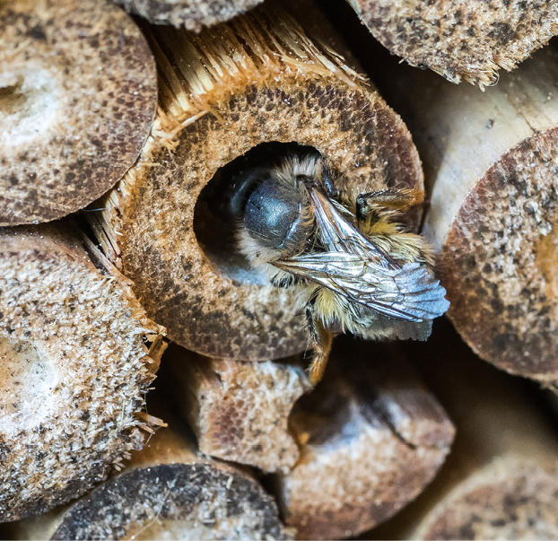 Neues Zuhause gesucht: Wenn im Garten nur wenige ­Nistmöglichkeiten gegeben sind, freuen sich Wildbienen und Co. über Nisthilfen und Insekten­hotels. © toom, Shutterstock