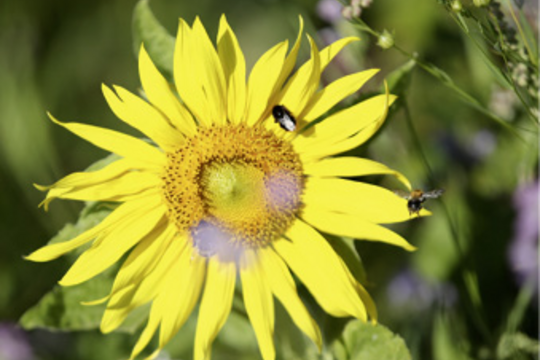 Mach mit! Lass Blumen blühen!
