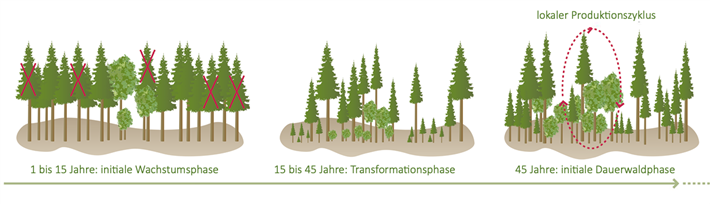 Überführung eines Altersklassenforstes zum Dauerwald (Darstellung: Wilhelm Bode in Zusammenarbeit mit Naturwissenschaftliche Rundschau)