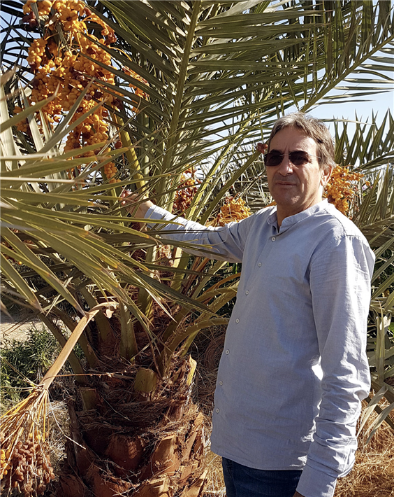 Sekem-Gründer Helmy Abouleish zeigt eine der 'Cash-Crops' in der Wahat Wüste: Etwa zehn Jahre alte Feigenbäume bringen schmackhafte süße Feldfrüchte hervor und binden gleichzeitig Treibhausgase. © Tina Teucher