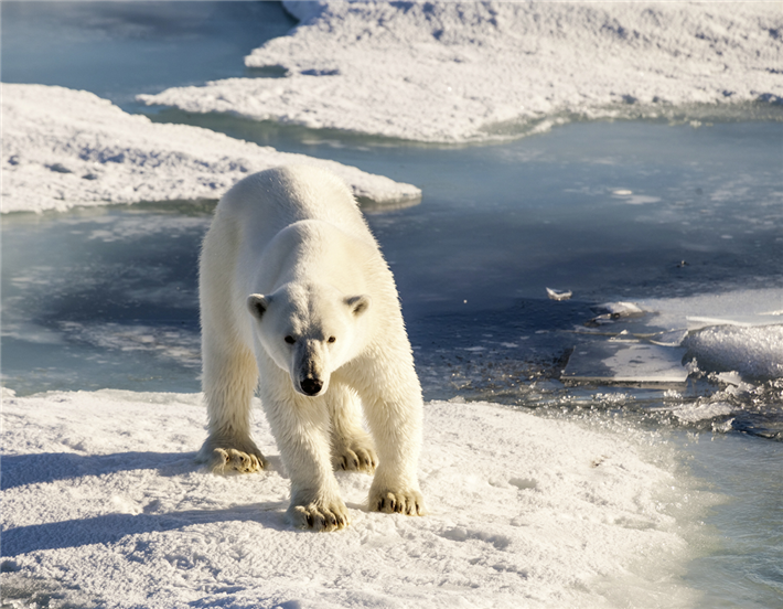 Die Bedrohung der Diversität über und unter Wasser nimmt immer mehr zu. Letztendlich gefährdet dies auch die menschlichen Nahrungsketten. © Alfred-Wegener-Institut / Mario Hoppmann (CC-BY 4.0)