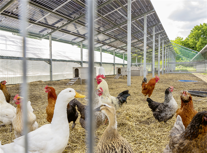Agri-PV optimiert die Haltung von Hühnern, Gänsen oder auch Rindern. © Sunfarming