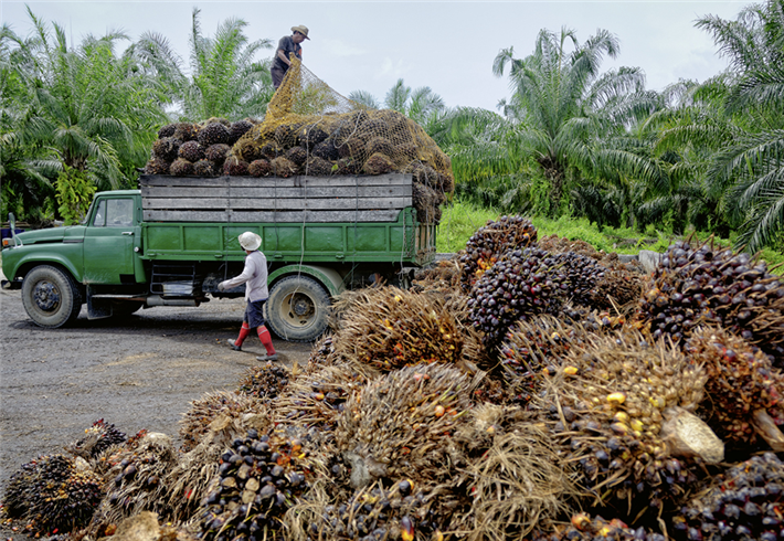 … und deshalb wird frisches Palmöl zu einem Öl aus Abfall- und Rest­stoffen umdeklariert, das anschließend Verwendung in HVO100 findet. © photomagically@stock.adobe.com