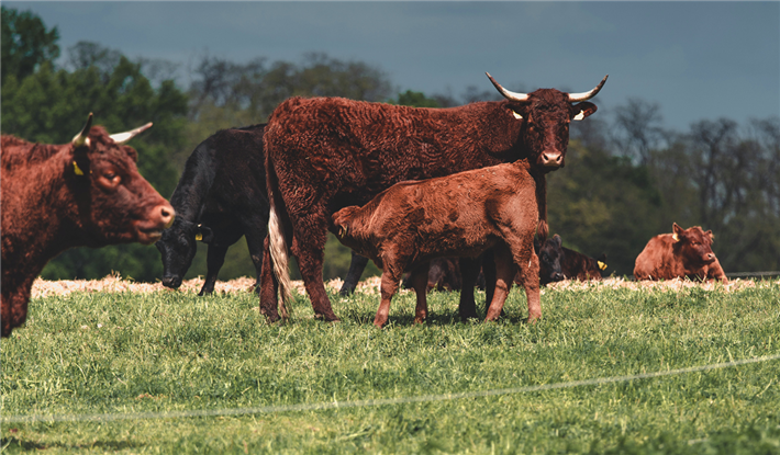 Die Salers- und Angusherde erfüllt eine wichtige Funktion: Sie schließt den Nährstoffkreislauf für einen gesunden Bodenaufbau, indem das Wurzelwachstum angeregt, die Wasseraufnahmefähigkeit des Bodens verbessert und der Nährstoffgehalt erhöht wird. ©Gut&Bösel