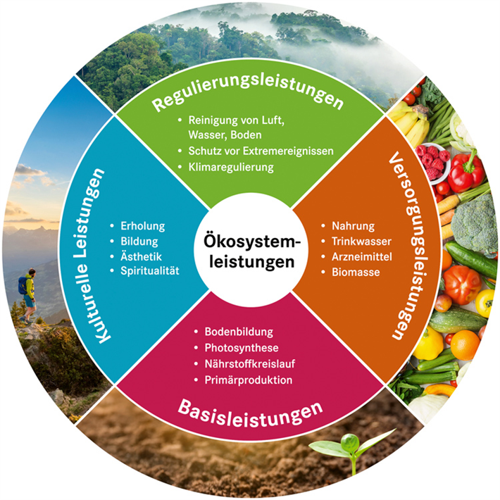 Die Leistungen der Natur gelten als selbstverständlich, sind ökonomisch kaum eingepreist und ihr Wert wird meist erst dann sichtbar, wenn sie verloren sind. &copy; Helmholtz-Zentrum für Umweltforschung (UFZ)