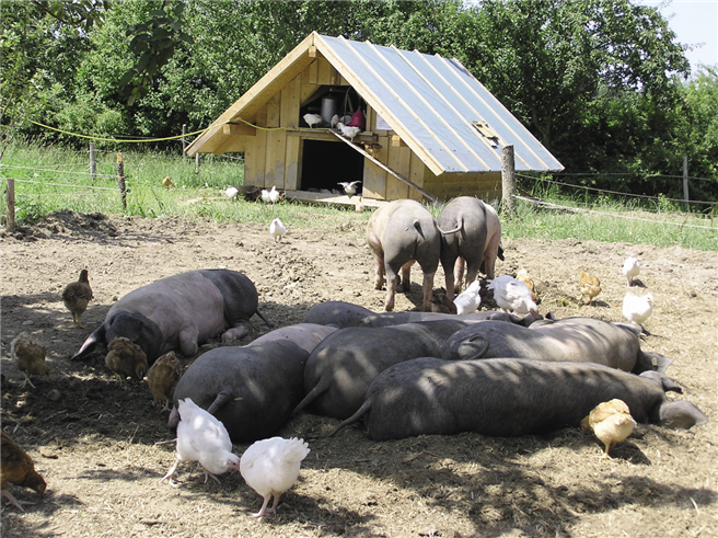 In der symbiotischen Landwirtschaft sind Tiere wechselseitig Dienstleister. So schützen Schweine Hühner vor Räubern. Hühner wiederum befreien Schweine von Parasiten.