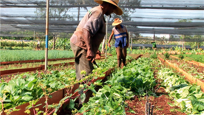 Ohne Traktoren und Kunstdünger: Der Gemüseanbau floriert! Kuba ist stolz darauf, autark und unabhängig zu sein. © Voices-of-Transition, Milpa Films