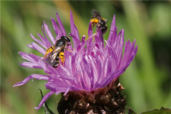 Flockenblumen bieten reichlich Pollen und Nektar für hungrige Furchenbienen. Foto: © Hans-Jürgen Sessner
