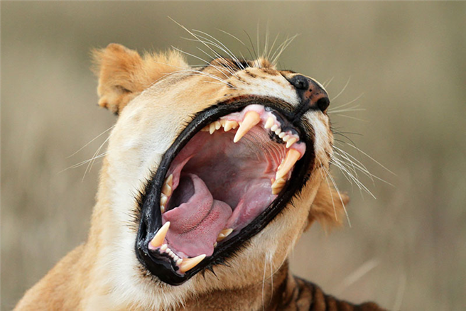 Etwa 8.000 Löwen vegetieren in Südafrika in Gefangenschaft vor sich hin. © Blood Lions, Pippa Haninson