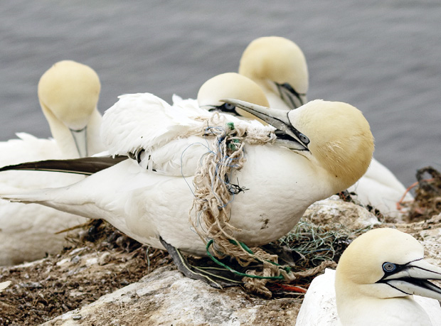 Auf Helgoland nutzen Seevögel Plastikmüll zum Bauen ihrer Nester. © Elmar Ballstaedt