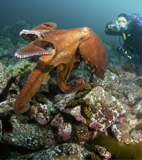 &copy; Anion@stock.adobe.com