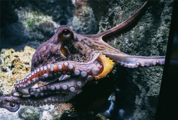 Der Oktopus ist ein hochsensibles und intelligentes Lebewesen mit faszinierenden Fähigkeiten. &copy; Diane Picchiottino auf unsplash
